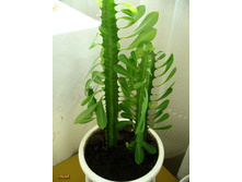 ������� .jpg