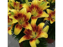 ����� ����� ������ 16/18 ����� �������-33,88.jpg