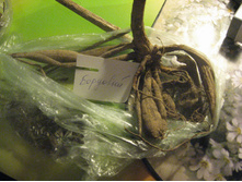 ������ ���������