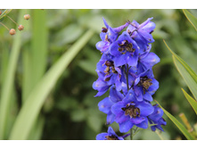 ���������� ����� (�ϣ ����)