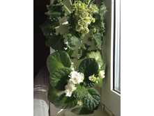 ������:Emerald Lace � ��-�������