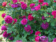 ���� ������ �������(William Shakespeare) 250�
