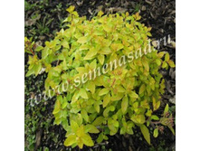 ������ �������� ������ ������ (V2�.) (���� ������, ������ �������).jpg