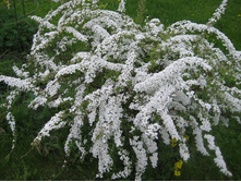 ������ �����