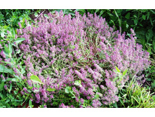 ������ ( ������)