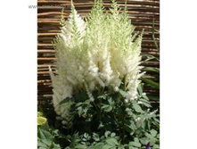 ��� ����� *