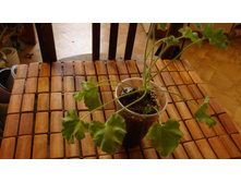 �������� Pink Capitatum