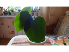 ��������(����������)