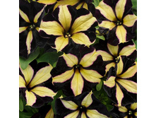 ������� Chameletunia Black Yellow Striped 2 ��.