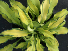 ����� ������(���)