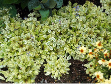 ������� Toffee Chip 90�