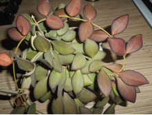 tsangii