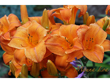 �������� Mauna Loa - 200�