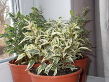 ���������� �����