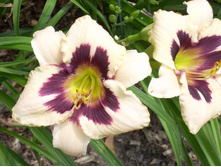 �������� Blueberry Cream - 250�