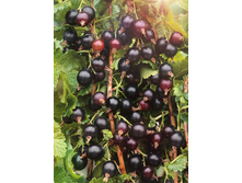 ��������� ������ �������.jpg