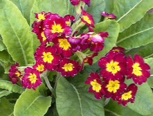 ������� ��������� �����������