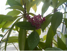 pubicalyx 'Silver Pink'.
