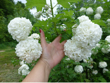 ������ ��������� 100 ���.