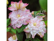 �������� ��������������� �������� ���� � ������.jpg