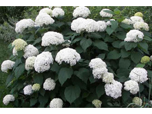 ��������� ����������� ������� (V1,5-3�.) (������ �������-����� � ������� ���������).jpg