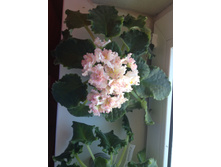 Sunkissed rose ������