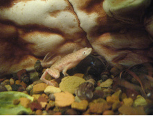 ���������� ������� �����������, ����� ��������� ����� ���������