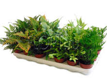 ���������� ���� -...