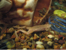 ���������� ������� �����������, ����� ��������� ����� ���������