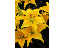 ����� ����� ���� 14/16 ( 1 ��) ��������� ������� -33,09.jpg �������� 1��