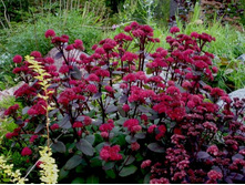������ Red Cauli 150�