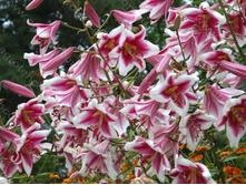 ����� ���������� 16/18  �����������-31,51 �������� 2��