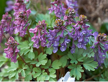 �������� �������