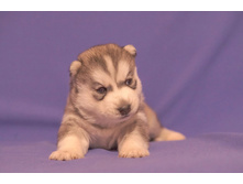 ������� №1