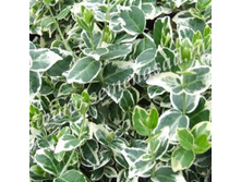 ��������� ������� ������� �����.jpg