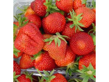 ��������� �����, 50���..jpg