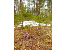 IMG 20170422 131833.jpg