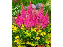 659 collectionsuprise party 0 75[1].jpg