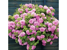 ������� Surfinia Double Pink
