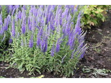 �������� ����������