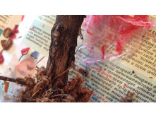 ��� �������� �������� ����� (��� ���� ��� �̣���� � ��� ��������)