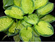 ���������� �������(No4?)