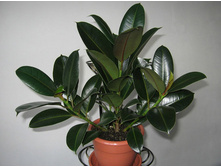 ����� ������ (Ficus-elastica-melany)....