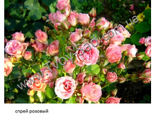 Fx3img1360802272.jpg