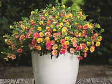 ���������� Chameleon Double Pink Yellow