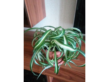 ������ �������� ��������