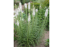 ������� ���������� �����