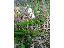 ���������. �����������