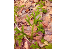 IMG 20170408 124857.jpg