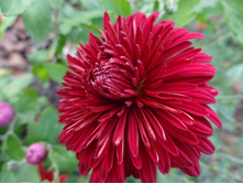 ��������� ����������  "�������� ��� "